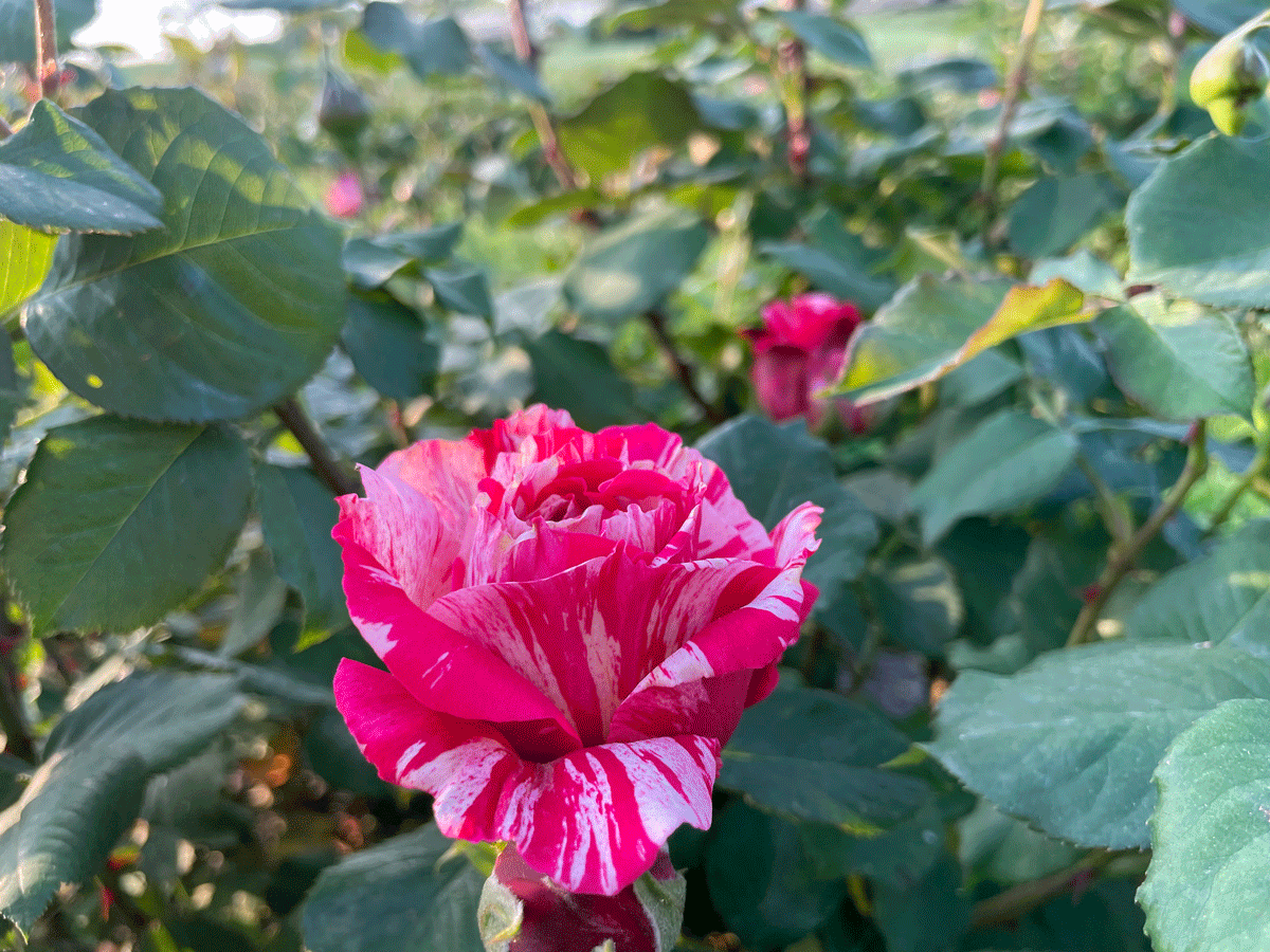 broglis hofladen rose zweifarbig