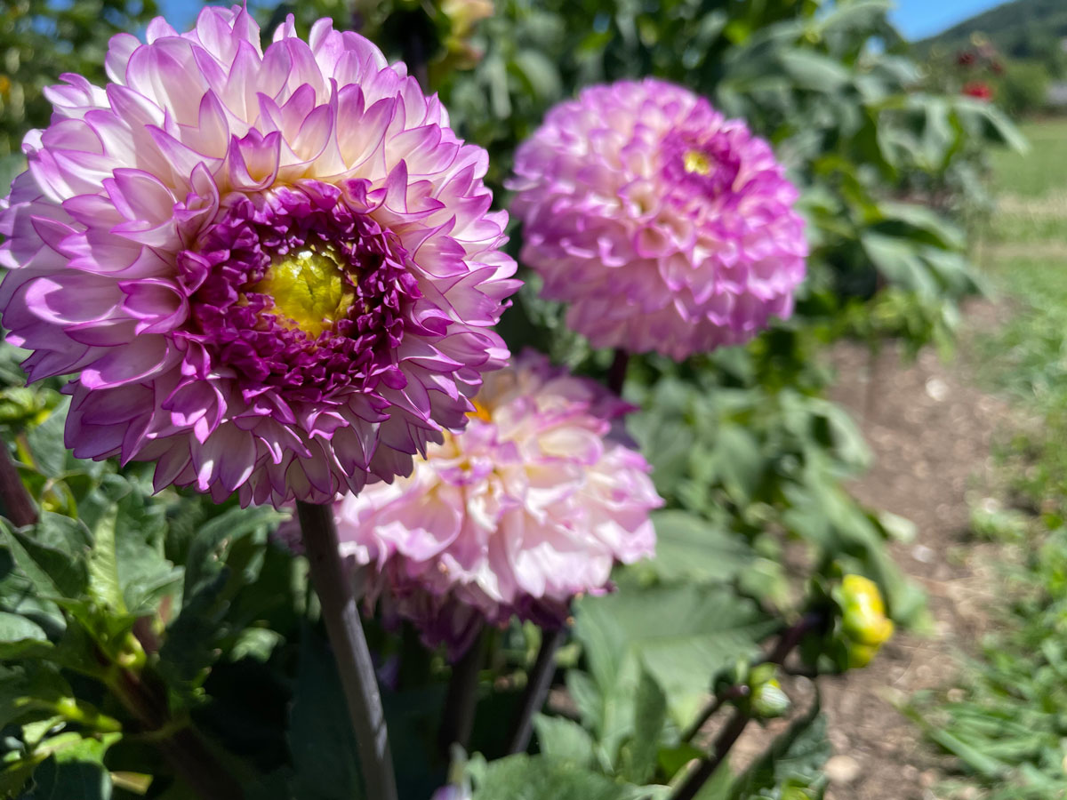broglis hofladen dahlien lila