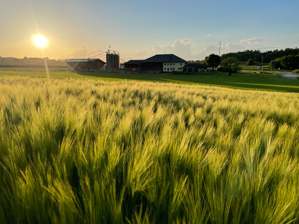 Broglis Hofladen Zeiningen Fricktal Hof Sonnenuntergang