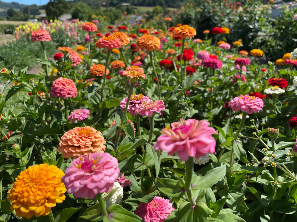 broglis hofladen zinnien