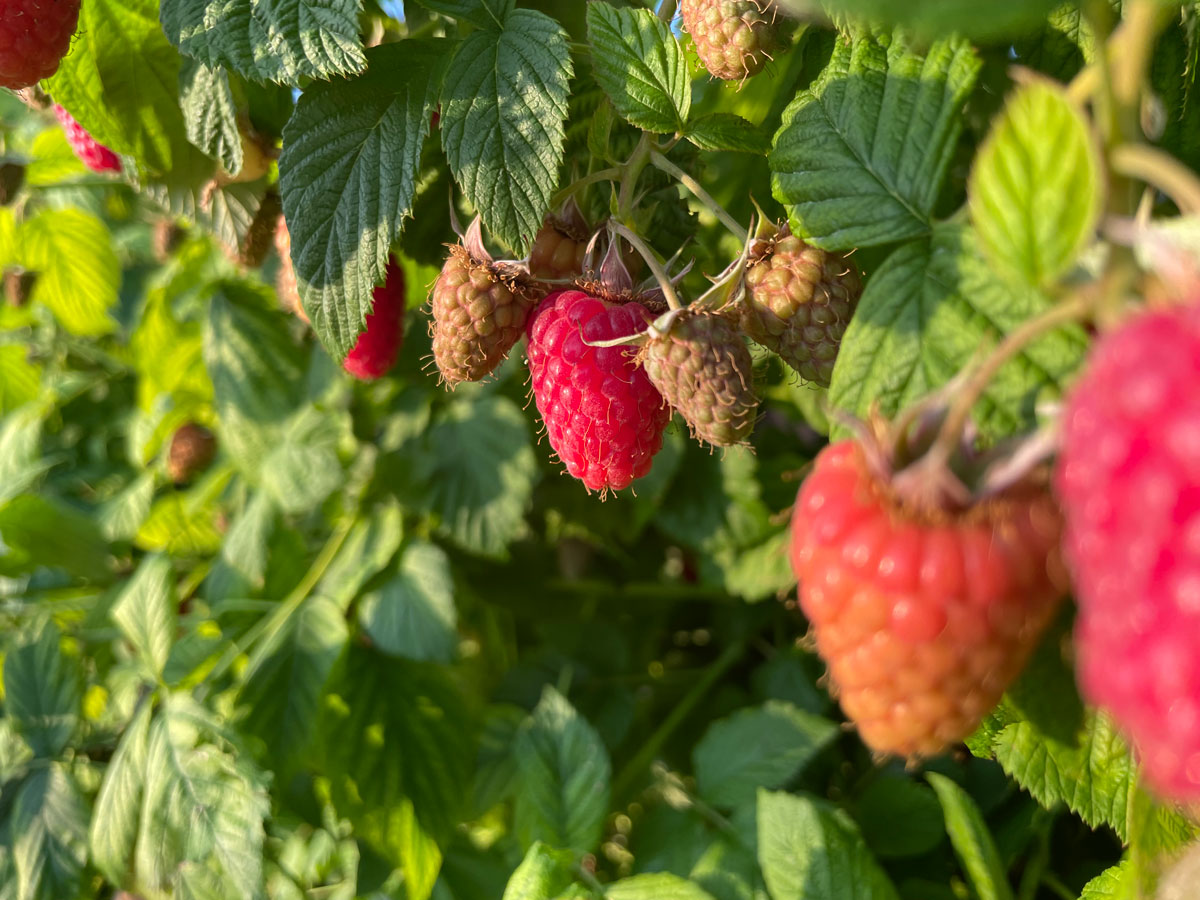 Broglis Hofladen Zeinigen im Fricktal Himbeeren