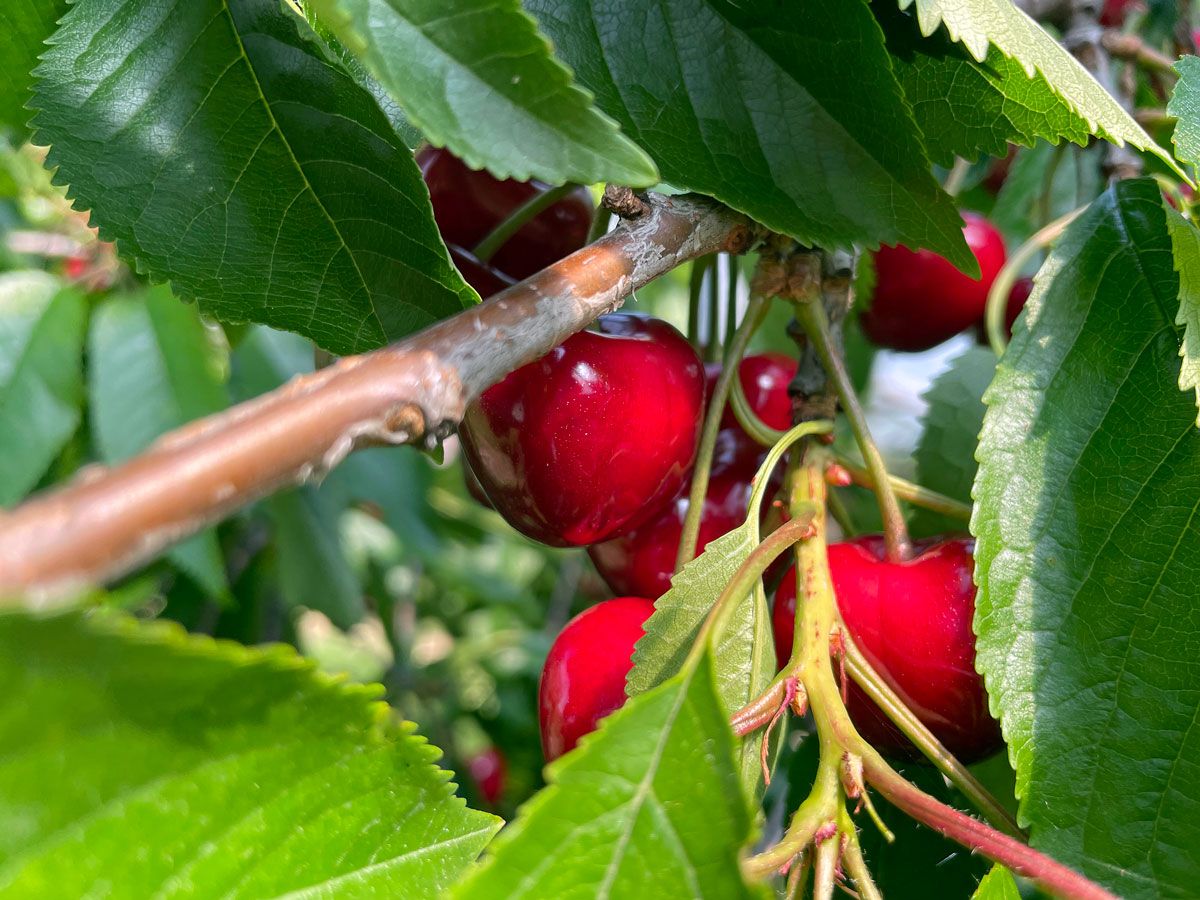 Broglis Hofladen Zeiningen Fricktal Frische Kirschen 