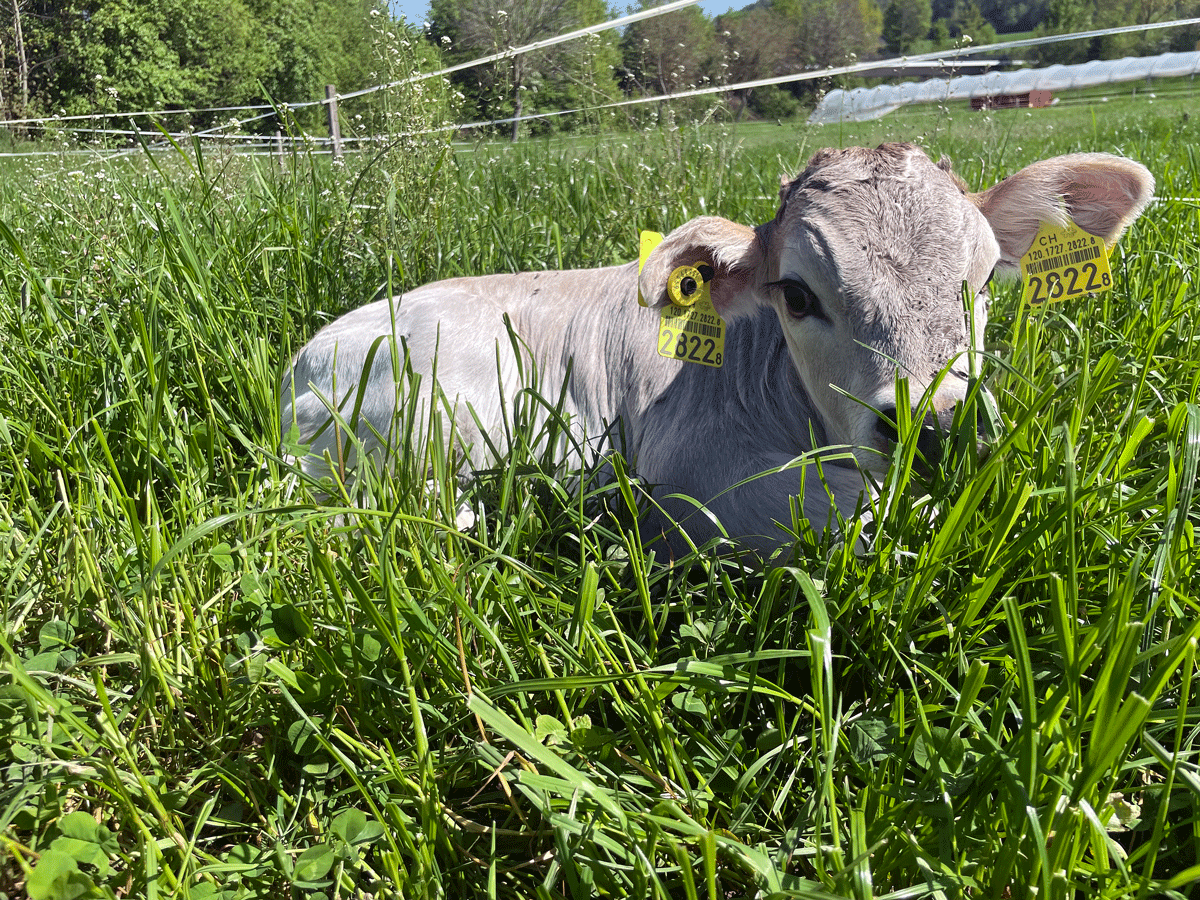 Broglis Hofladen Zeiningen Fricktal Piemonteser Rinder Weide