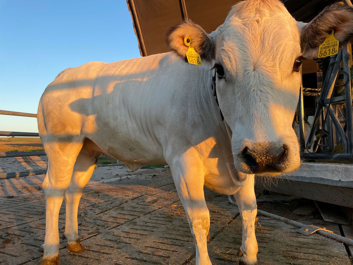 Broglis Hofladen Zeiningen Fricktal Piemonteser Rinder Laufhof